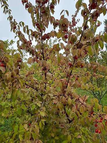 Ağaclar: Qusarin kendi gedezeyxur 10 km araligda gozel ponramali yerdi tecili — 9
