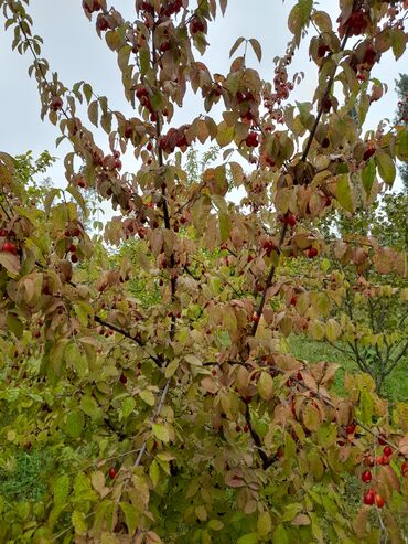 Torpaq sahələrinin satışı: 12 sot, Tikinti, Mülkiyyətçi, Bələdiyyə -da lalafo.az — 4 Torpaq sahələrinin satışı: 12 sot, Tikinti, Mülkiyyətçi, Bələdiyyə — 4