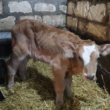 Dana, buzov: Sağlam Erkek ve Dişi Buzovlar — 3