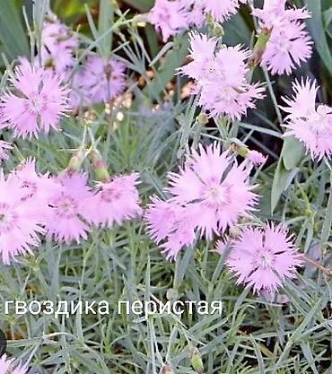 Другие виды семян и саженцев: Все растения что на фото, есть в наличии — 28