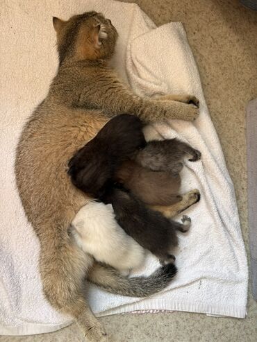 купить щенка пинчера: Котята от домашней кошки - Мама кошка с короткой густой шерстью