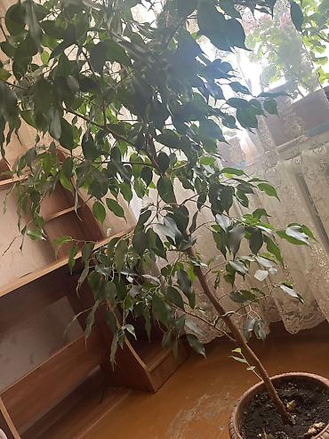 комнатные цветы купить бишкек: Продаю фикус Джамина, 10 лет, высота 150 см, крона 70 см Текст — 1