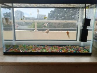 Balıqlar: Balıqlar və akvaryum biryerdə satilir -da lalafo.az — 2 Balıqlar: Balıqlar və akvaryum biryerdə satilir — 2