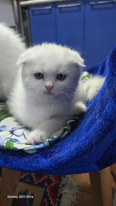 Кошки: Шотландская вислоухая — 2