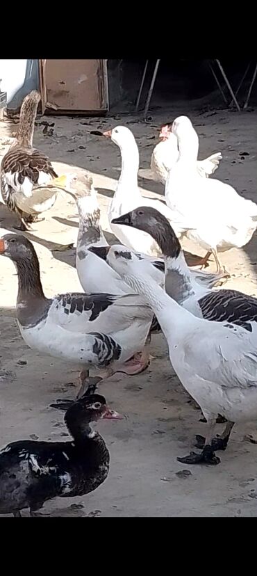 col ordəyi: Yerli iri qazlar satilir 7 ededdir 2 erkey 5 dişi bu ilki qazlardir