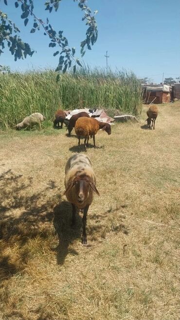 Qoyunlar, qoçlar: Məhsul: Qoyun sürüsü Təsvir: - Şəkillərdə otlaqda saxlanan yerli — 7