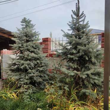 Декоративные деревья: Саженцы деревьев: Ели, Самовывоз, Платная доставка — 7
