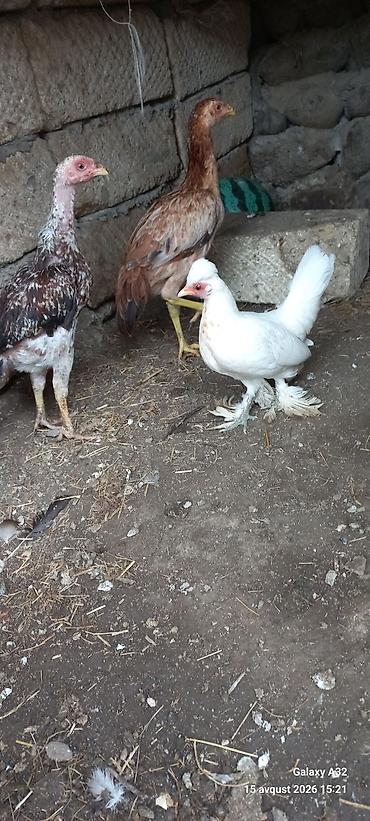 попугай ара цена: 5 aylıq Təmiz,cır yaponkalar.Unvan Lənkəran Bakıya 20yanvara və bəzi — 6