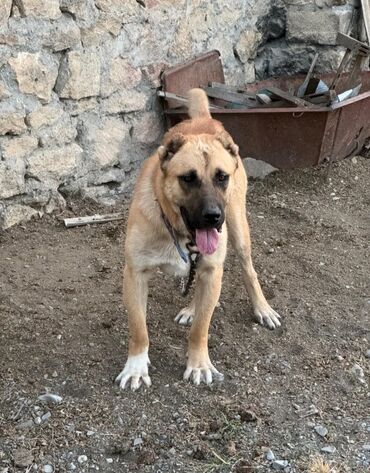 berde mal bazari 2020: Alabay