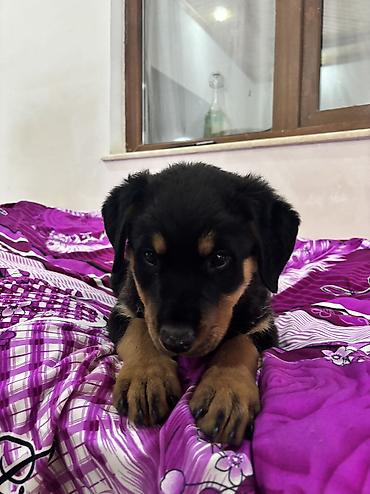 İtlər: Rotveyler, 2 ay, Dişi — 7