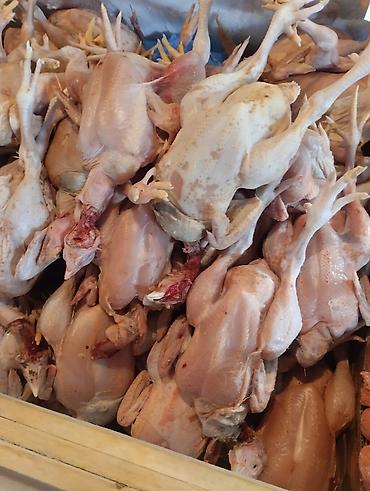 лаваш оптом купить: КУПЛЮ ОПТОМ ТУШКИ БРОЙЛЕРОВ с головой и лапкоми без внутренности от — 3