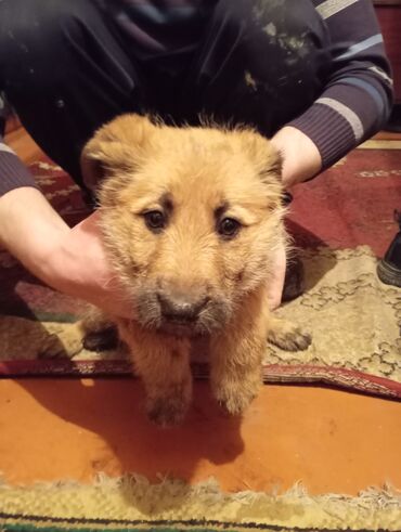 бельгийский овчарка малинуа: Собака даром: 2 месяца, Самка