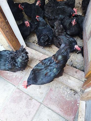 xoruz sekli: Toyuq, Australorp, Yumurtalıq — 3