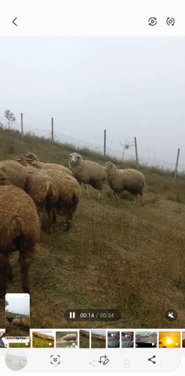 йоркширский терьер цена баку: Dişi, il: 1, Damazlıq, Ünvandan götürmə