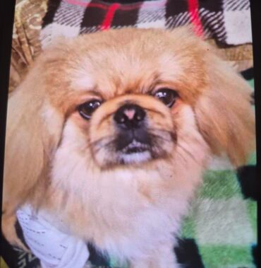 quba itler: Pekines, Peyvəndli