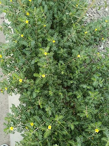 Çöl bitkiləri: Tribulus (Demirtikanı,çobançökərtən) – 100% təbii, yüksək keyfiyyətli — 1