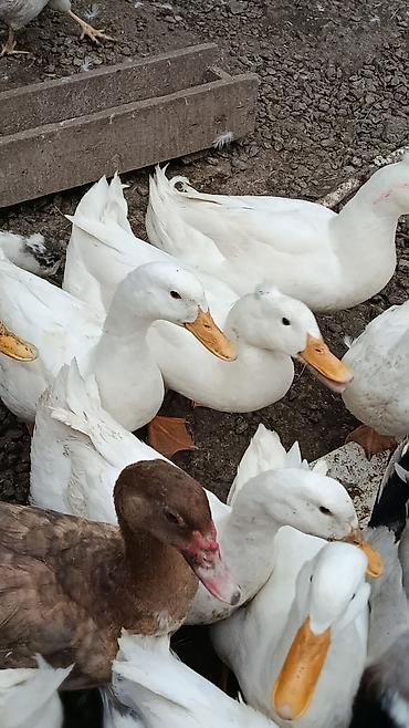 cucə ucun yem qabi: Ağ ördəklər – yetişdirmə və yumurta istehsalı üçün - Cins: Pekin — 1