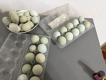 продам курей: Ухей лихо яйца черных кур для инкубации. Куры мясо кости черные — 1