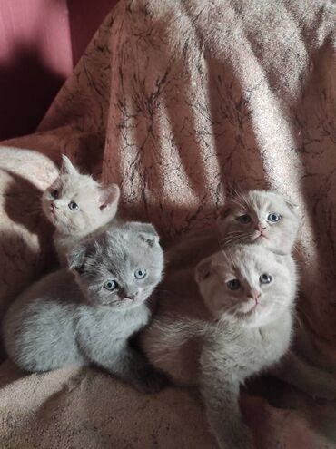 Pişiklər: Şotland yastı qulaq, Dişi, Erkək, Ünvandan götürmə — 22