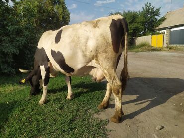 сойгонго кой сатылат: Продаю | Корова (самка) | Алатауская | Для разведения, Для молока | Стельные