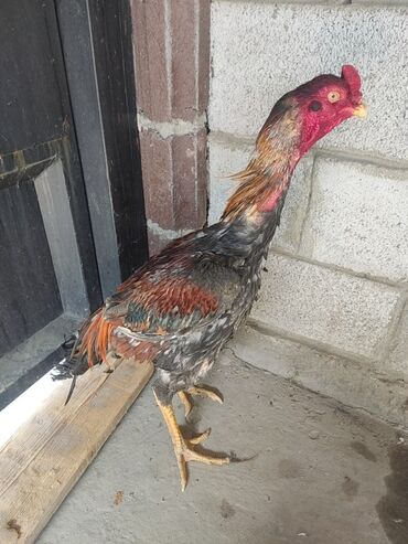 декоротивные куры: Сатам | Короздор | Тебиштирүүчү | Көбөйтүү үчүн