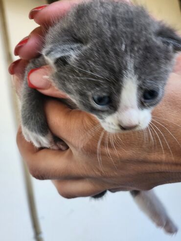 Pişiklər: Dişi, Erkək, Yaxşı əllərə, Ünvandan götürmə, Pulsuz çatdırılma — 10