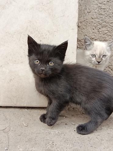 домашние котята: Котята домашние, отдадим в добрые руки, к лотку приученные. - Окрас — 1