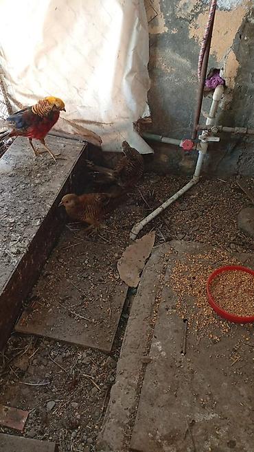 bıldırcın eti satışı: Qızıl Fazanlar – dekorativ quşlar - Növ: Qızıl fazan (erkək və dişi — 1