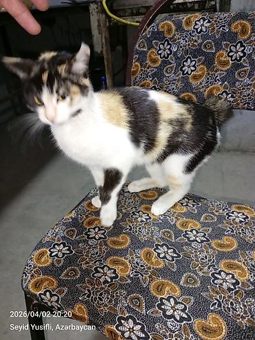 Pişiklər: Dişi, Yaxşı əllərə — 6