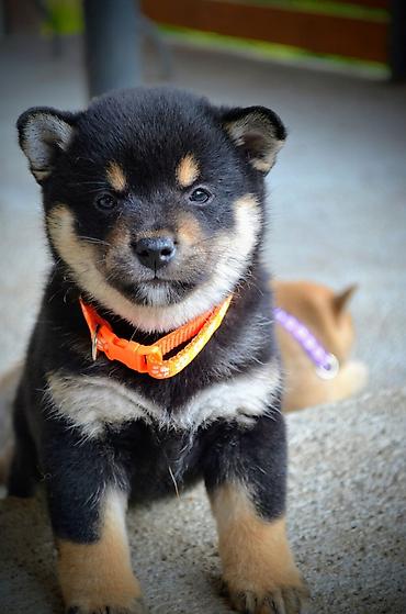 obuca ps: Odgajivačnica 'Kami's little fellows' predstavlja vrhunsko leglo Shiba — 8