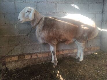Бараны, овцы: Продаю | Баран (самец) | Арашан | Для разведения — 5