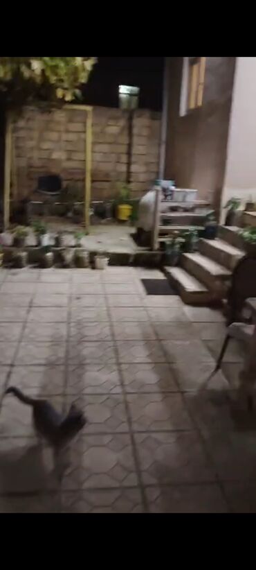 Uzunmüddətli kirayə evlər: 80 kv. m, 2 otaqlı, Qaz, İşıq, Su — 2