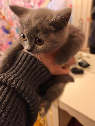 Pişiklər: Şotland — 6