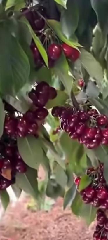 Фрукты и ягоды: Саженцы всех видов — питомник плодово-ягодных культур. Большой — 8