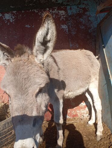 Другие с/х животные: Осёл (серо-бурый), короткошёрстный, домашнего содержания. Основные — 5
