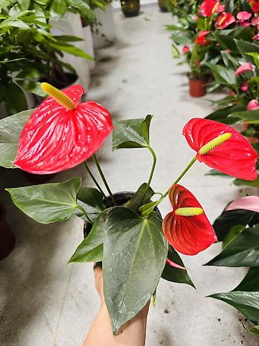 антуриум цветы: Антуриум (Anthurium) в горшке — эффектное комнатное растение с — 2