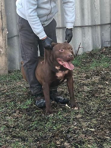 Вязка собак: Вязка: Американский булли, Самец, 1 год, С прививкой, С родословной — 3