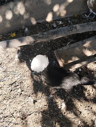 Toyuqlar: Toyuq, Damazlıq, Ünvandan götürmə, Ödənişli çatdırılma — 4
