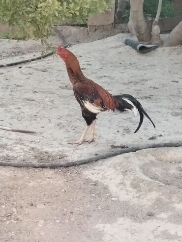 heyrati yumurtasi satilir: Xoruz, Heyratı, il: 1