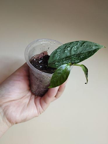 Папоротники: В продаже : Папоротник Тигр, Сингониум Орм Нак, Хойя New Moon — 13