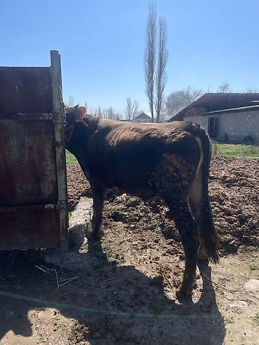 Коровы, быки: Продаю | Бык (самец) | На откорм | Племенные at lalafo.kg — 19 Коровы, быки: Продаю | Бык (самец) | На откорм | Племенные — 19