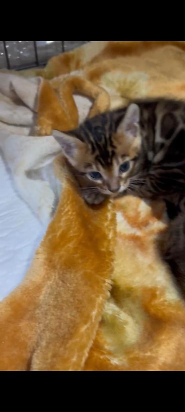 Продажа кошек: Бенгальская, 1 месяц, Мальчик, Шоколадный, Приучена к лотку, Проглистована, С документами — 9