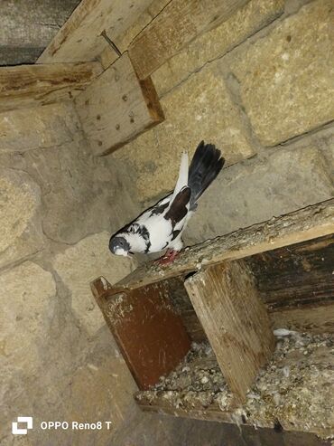 Göyərçinlər: Quslarin heresin öz qiymeti var uçan quslardi optum isdiyen olsa 1i — 6