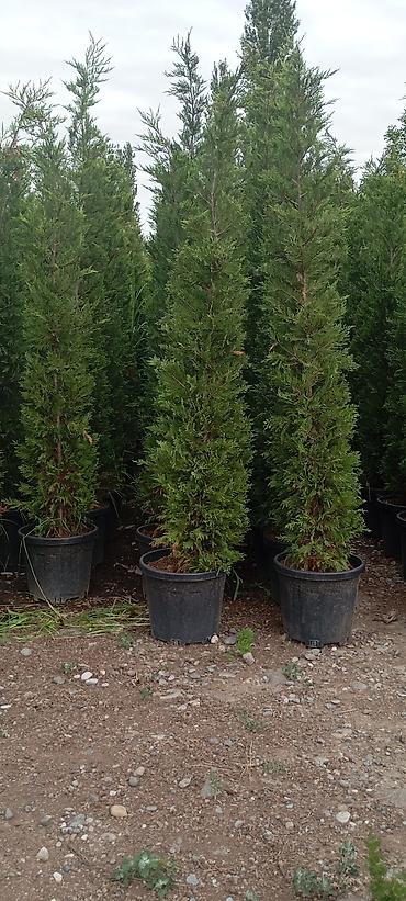 Şitillər: Thuja və dekorativ kollar – qablarda - Növlər: şam ağacı tipli — 18