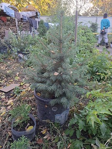 елка голубая: Ель голубая (Picea pungens) в контейнере или меняю телефон айфон — 4