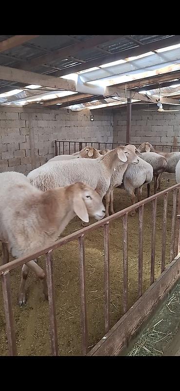 Продам с/х животных: Продаю | Овца (самка), Ягненок | Арашан | Для разведения | Племенные, Котные, Матка — 5