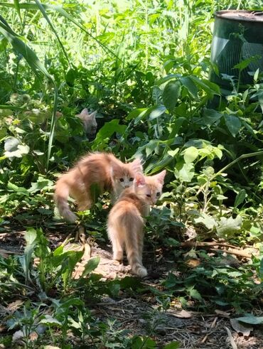 котята рэгдолл: Кошка даром: Беспородная, 2 месяца, Девочка, Приучена к лотку