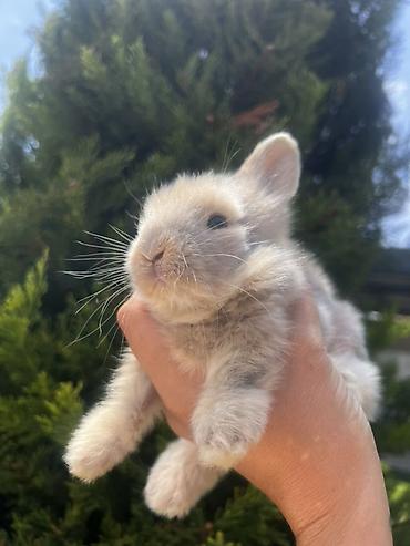 ereb dovşanı: Çox gözəl və nadir rəngə sahib Holland Lop balası satılır. 🐰 1 aylıq — 1