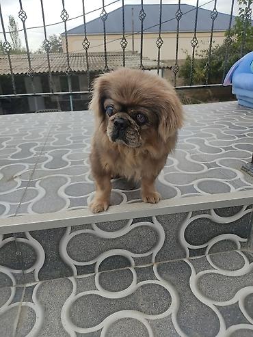 mingecevir it: Pekines, Erkək — 3