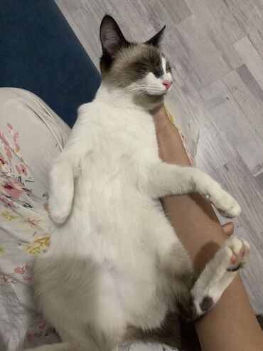 Отдам даром кошку: 9 месяцев, Девочка at lalafo.kg — 10 Отдам даром кошку: 9 месяцев, Девочка — 10